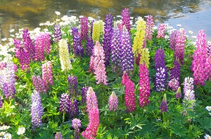 Lupins
