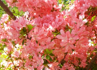 Azalea