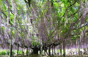 Magestic 150 years old wisteria tree