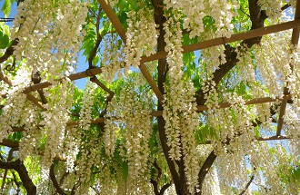 White wisteria