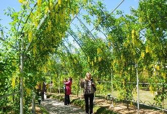 Yellow wisteria tunnel