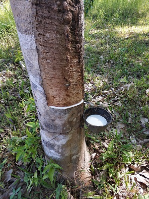 Rubber tree