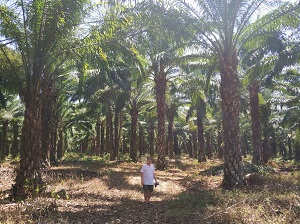 Palm plantation